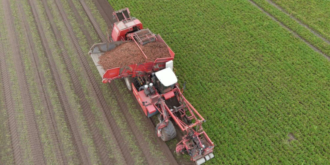 Her høstes det gulrøtter med traktor i en åker i Nederland. Istock.
