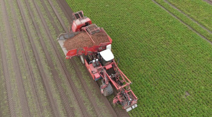Her høstes det gulrøtter med traktor i en åker i Nederland. Istock.