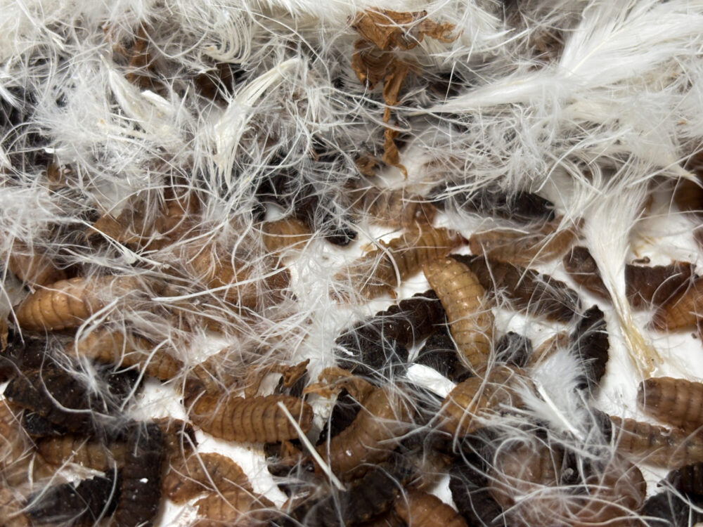 Larver i fjær blir bærekraftig for til laksen. Foto: Henriette Krogness