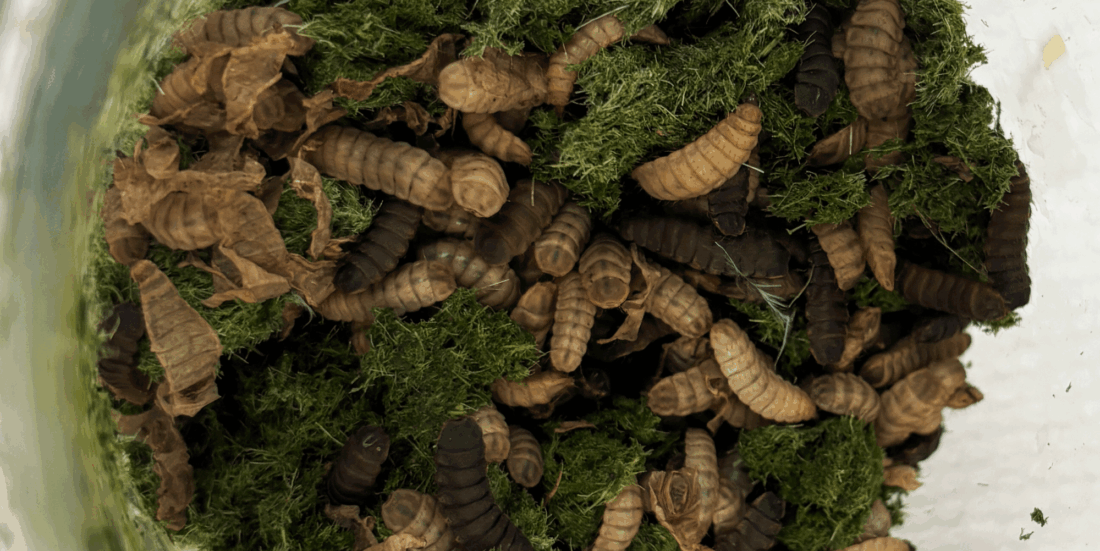 Larver koser seg med gressavfall.