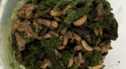 Larver koser seg med gressavfall.