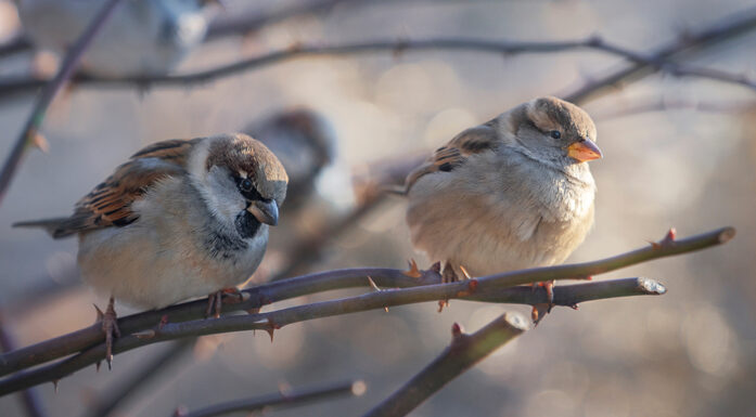 To gråspurv på en naken gren. Til artikkel om gråspurv