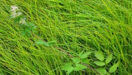 Tusenvis av fremmede arter kan innta Arktis