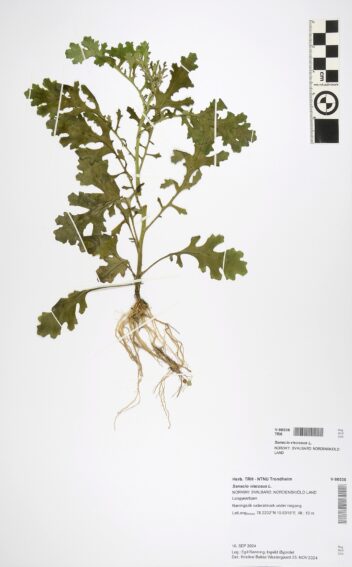 Arter. Klistersvineblom fra et herbarium.