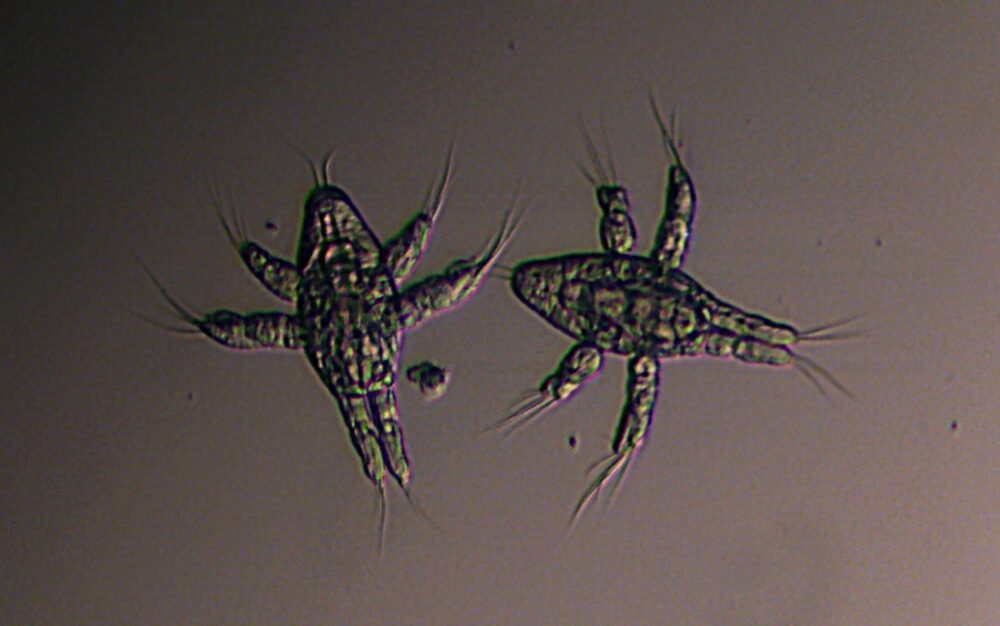 Raudåte. Bildet viser to larver.