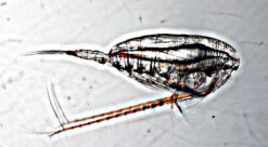 Raudåte. Bildet viser en hunn.