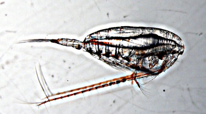 Raudåte. Bildet viser en hunn.