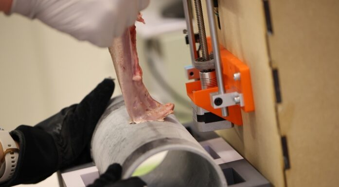 Tunga. Bildet viser en grisetunge som med vilje er satt fast på en metallsylinder i laboratoriet.