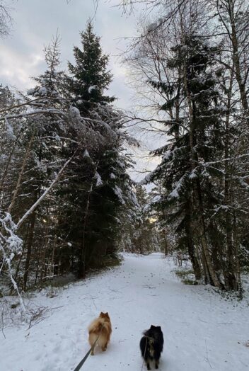 Ensomhet. Bildet viser to hunder ute i skogen vinterstid.
