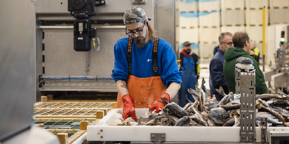 Arbeider legger klippfisk over på tørkebrett