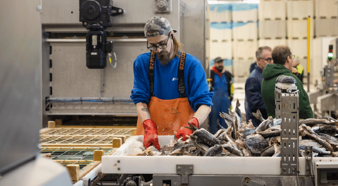 Arbeider legger klippfisk over på tørkebrett