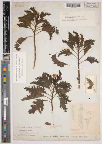 Bildet viser herbariearket med en plante som Charles Darwin samlet inn.