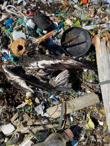 Mikroplast. Et fuglelik ligger blant søppel på ei strand.