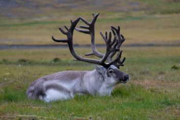 Svalbardrein. Bildet viser en reinsdyrhann som ligger.