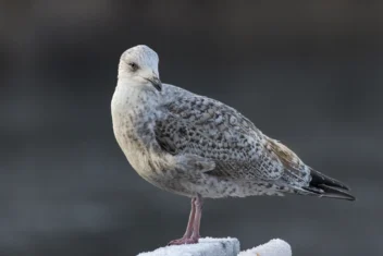 Gråmåke mot grønn bakgrunn.