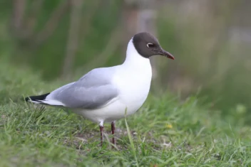 Hettemåke med mørk brun hette, rødt nebb røde bein står i gress. Foto