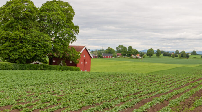 Potetåker i Norge.