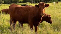 : Norske kyr på beite. Gresset gir viktig næring. Kraftfôret sikrer godt næringstilskudd året rundt. Nå har foret fått enda bedre kvalitet – og det som resultat av at felleskjøpet sparer store mengder strøm. Foto: Hege Tunstad