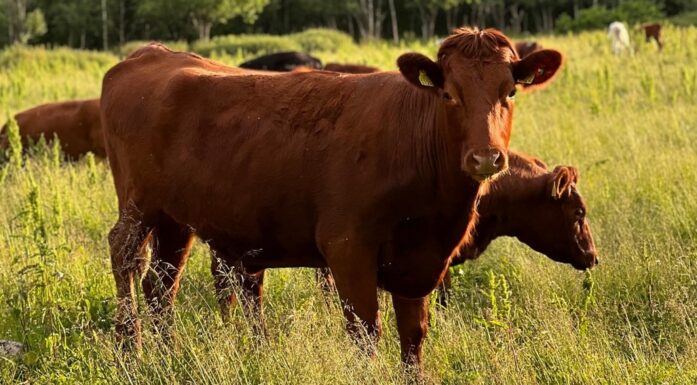 : Norske kyr på beite. Gresset gir viktig næring. Kraftfôret sikrer godt næringstilskudd året rundt. Nå har foret fått enda bedre kvalitet – og det som resultat av at felleskjøpet sparer store mengder strøm. Foto: Hege Tunstad