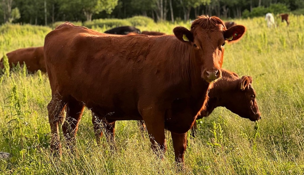 : Norske kyr på beite. Gresset gir viktig næring. Kraftfôret sikrer godt næringstilskudd året rundt. Nå har foret fått enda bedre kvalitet – og det som resultat av at felleskjøpet sparer store mengder strøm. Foto: Hege Tunstad