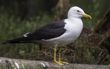 Sildemåke med gule føtter og svart rygg. Foto