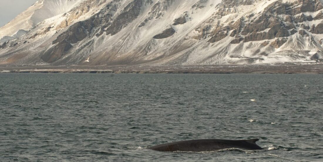 Finnhval, Balaenoptera physalus, på Svalbard. Photo.