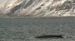 Finnhval, Balaenoptera physalus, på Svalbard. Photo.