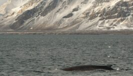 Lytter til hvaler – selv når de er helt stille
