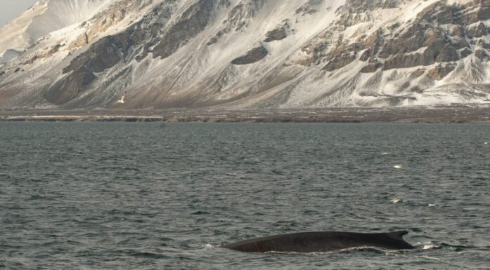 Finnhval, Balaenoptera physalus, på Svalbard. Photo.