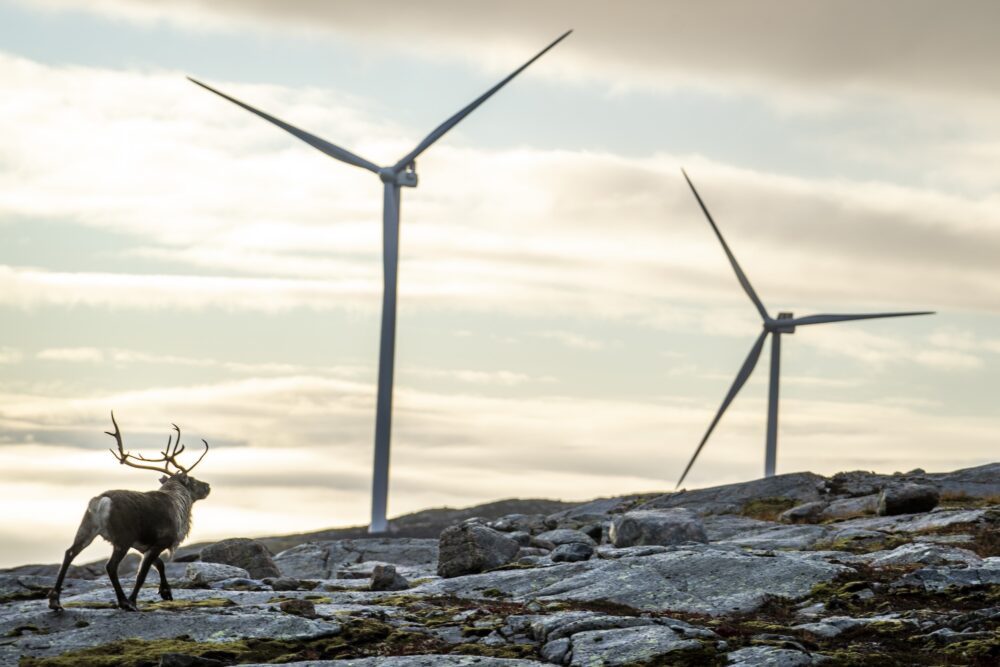 Reinsdyr og vindturbiner. Foto.