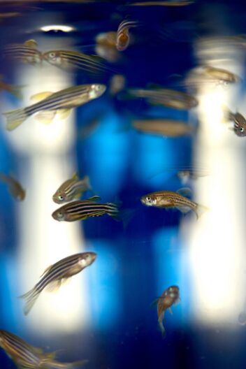 Sebrafisk i et lite akvarium.