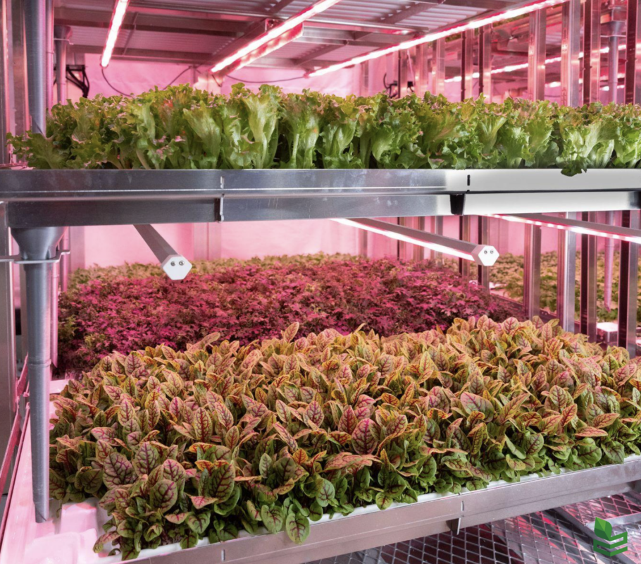  Her ser vi salat som vertikaldyrkes i Avisomos fullautomatiserte anlegg på Gardermoen (Foto: Coop Norge/Avisomo). 