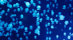 Maneter som lyser pga bioluminescens.