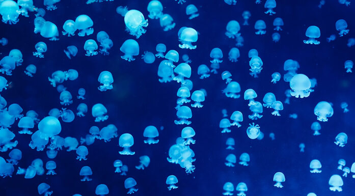 Maneter som lyser pga bioluminescens.