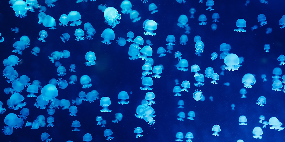 Maneter som lyser pga bioluminescens.