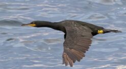 Toppskarv i flukt over havet.