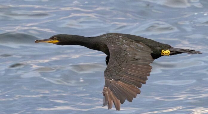 Toppskarv i flukt over havet.