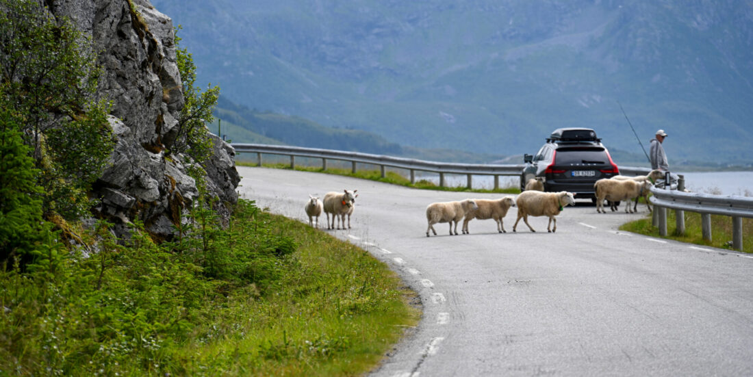 Norsk fylkesvei. Sauer og turist på vegen. Istock.