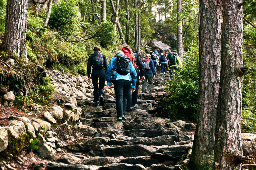 strøm av turister på vei opp skogen med Preikestolen i Rogaland som mål. 