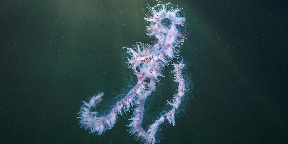 Perlesnormantet i havet