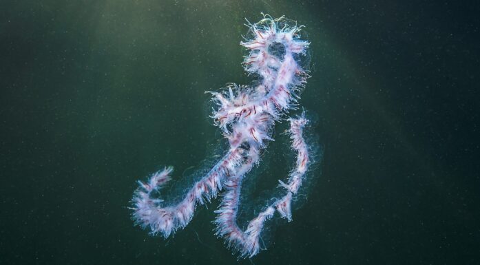 Perlesnormantet i havet