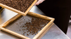Her sjekkes kvaliteten på av brente kaffebønner hos Kjeldsberg. Foto utlånt fra produsenten